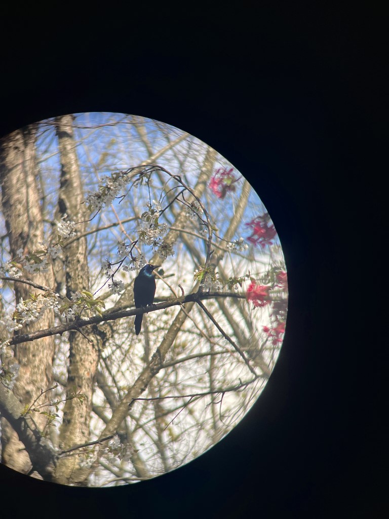 A grackle perched in a semi-bloomed cherry tree.