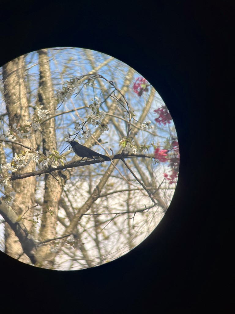 A grackle perched in a semi-bloomed cherry tree, facing left.