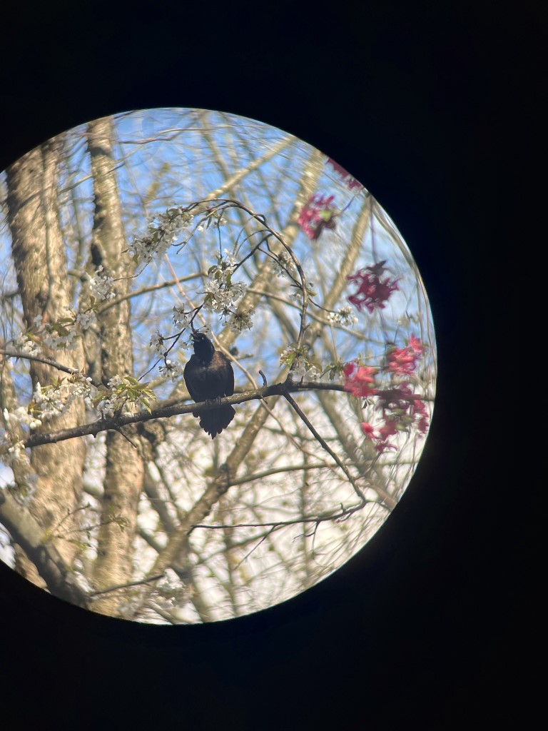 A grackle perched in a semi-bloomed cherry tree, puffed up.