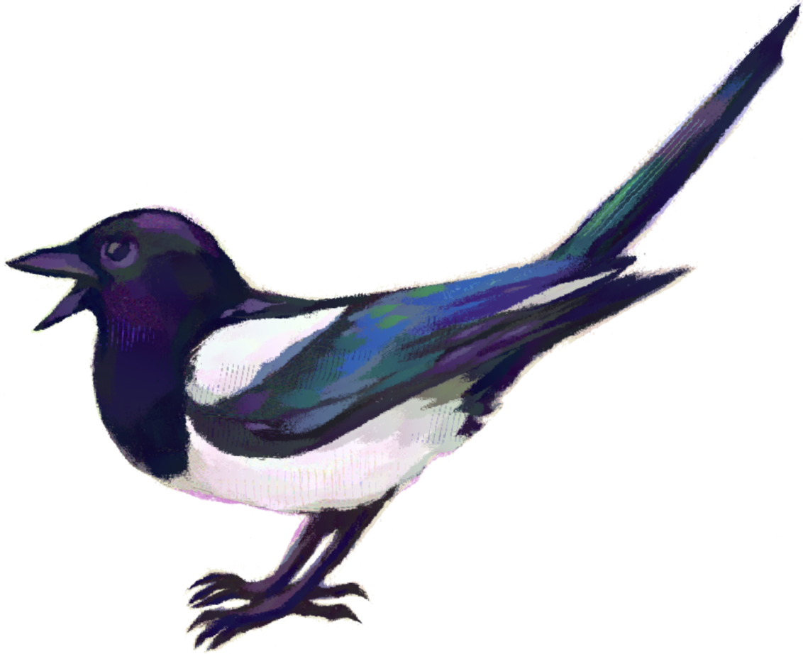drawing of a magpie